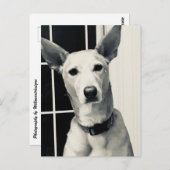 Shepherd Mix Dog Photo Post Kaart (Voorkant / Achterkant)