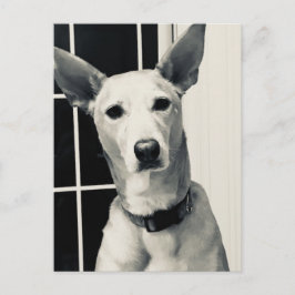 Shepherd Mix Dog Photo Post Kaart