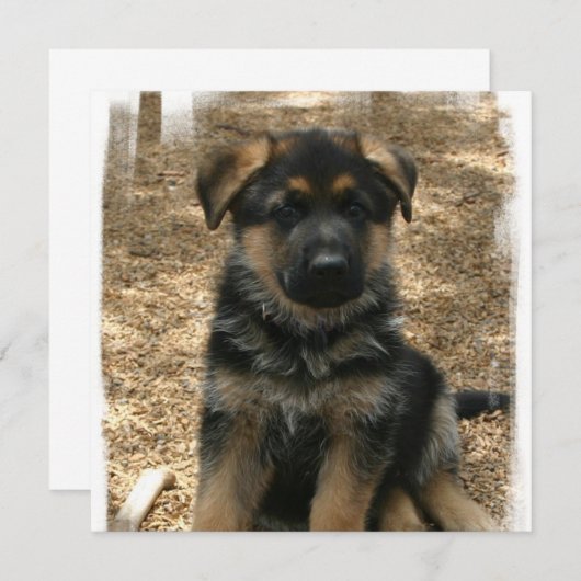 Shepherd Puppy Invitations Kaart (Voorkant / Achterkant)