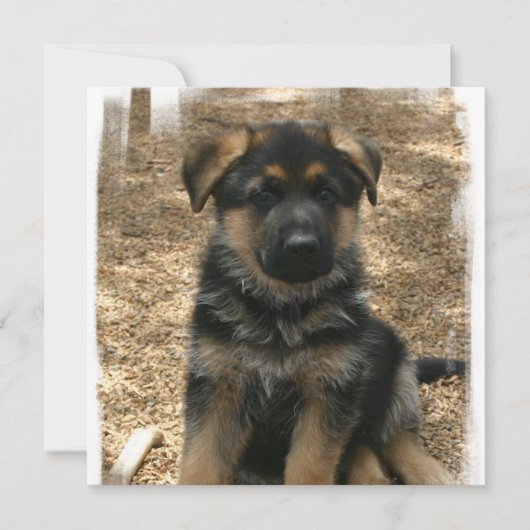 Shepherd Puppy Invitations Kaart (Voorkant)