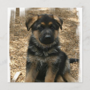 Shepherd Puppy Invitations Kaart