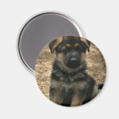 Shepherd Puppy Magnet (Voorkant / Achterkant)