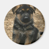 Shepherd Puppy Magnet (Voorkant)