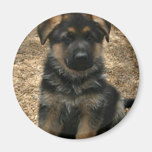 Shepherd Puppy Magnet (Voorkant)