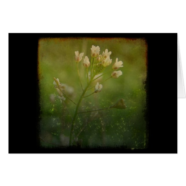 Shepherd's Purse (Voorkant Horizontaal)