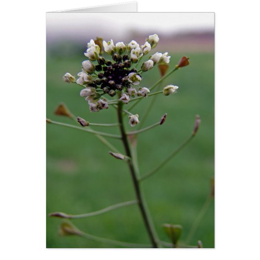 Shepherd's Purse (Voorkant)