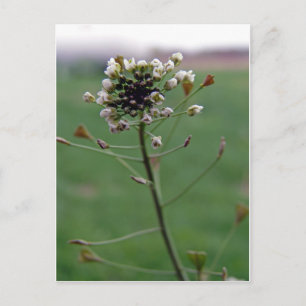 Shepherd's Purse Briefkaart