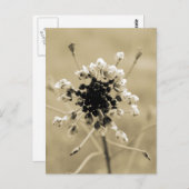 Shepherd's Purse in Sepia Briefkaart (Voorkant / Achterkant)