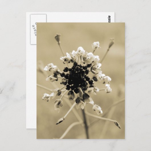 Shepherd's Purse in Sepia Briefkaart (Voorkant / Achterkant)