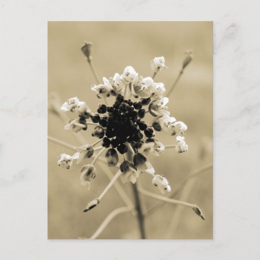 Shepherd's Purse in Sepia Briefkaart (Voorkant)