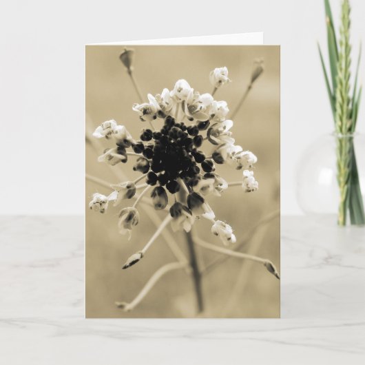 Shepherd's Purse in Sepia Kaart (Voorkant)