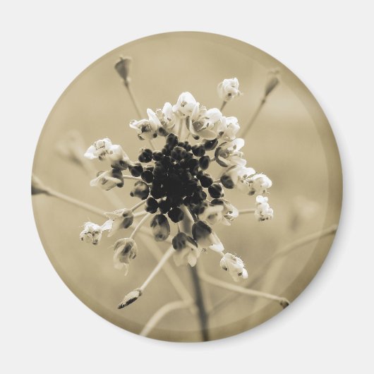 Shepherd's Purse in Sepia Magneet (Voorkant)