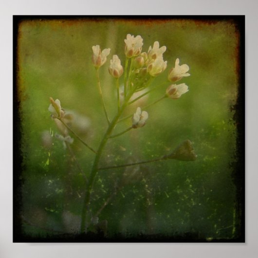 Shepherd's Purse Poster (Voorkant)