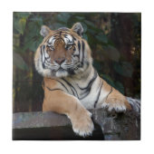 Shere-Khan-b-15 Tegeltje (Voorkant)