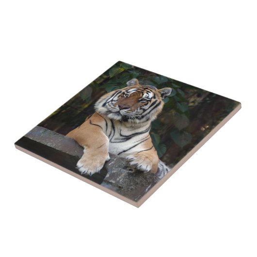 Shere-Khan-b-15 Tegeltje (Zijkant)