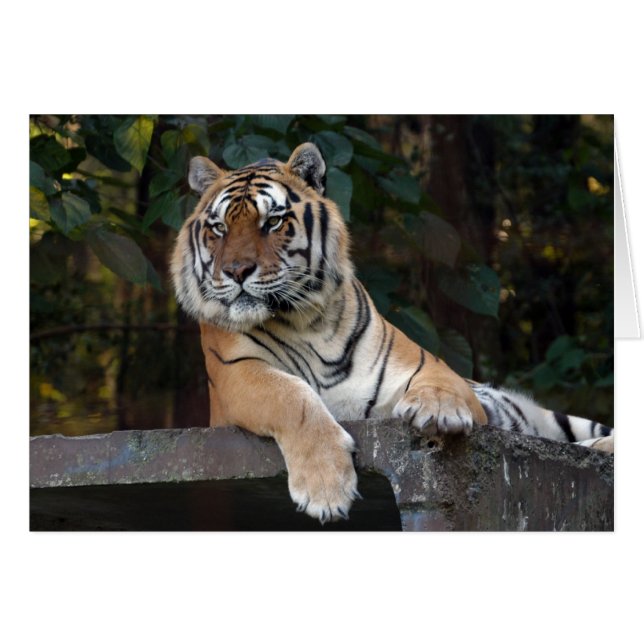 Shere-Khan-b-8 (Voorkant Horizontaal)