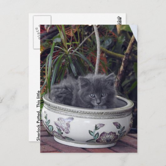 Sherlock Potted Briefkaart (Voorkant / Achterkant)