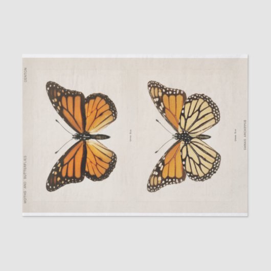 Sherman F. Denton | Monarch Butterfly Tissuepapier (Voorkant)