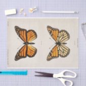 Sherman F. Denton | Monarch Butterfly Tissuepapier (Craft)