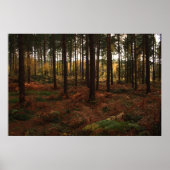 Sherwood Forest Print (Voorkant)