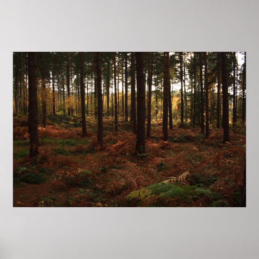 Sherwood Forest Print (Voorkant)