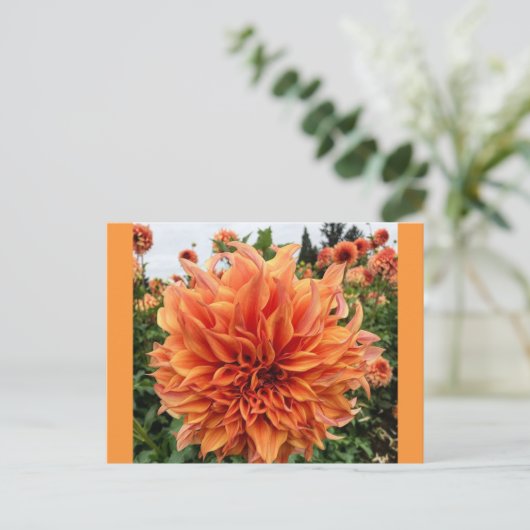 Sherwood's Peach Dahlia Briefkaart (Staand voorkant)