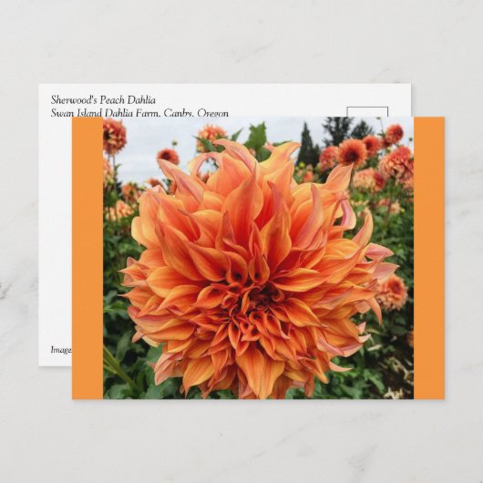 Sherwood's Peach Dahlia Briefkaart (Voorkant / Achterkant)