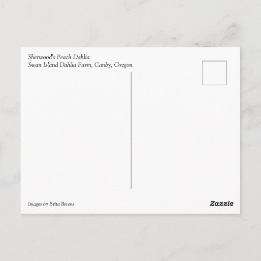 Sherwood's Peach Dahlia Briefkaart (Achterkant)