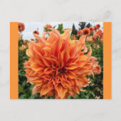 Sherwood's Peach Dahlia Briefkaart (Voorkant)