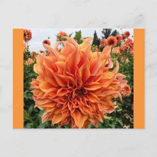 Sherwood's Peach Dahlia Briefkaart (Voorkant)