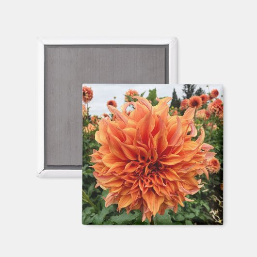 Sherwood's Peach Dahlia Magneet (Voorkant / Achterkant)