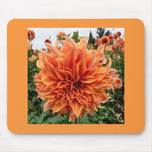 Sherwood's Peach Dahlia Muismat (Voorkant)