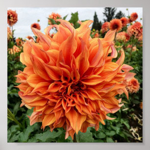 Sherwood's Peach Dahlia Poster