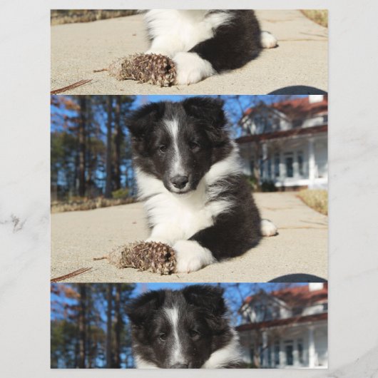 shet shp zwart en wit puppy flyer (Voorkant)