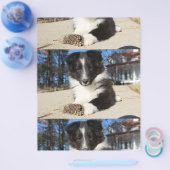 shet shp zwart en wit puppy flyer (Enkel)