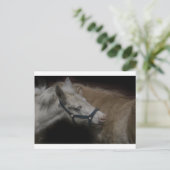 SHETLAND FRIENDS 04 BRIEFKAART (Staand voorkant)
