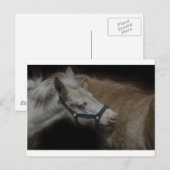 SHETLAND FRIENDS 04 BRIEFKAART (Voorkant / Achterkant)
