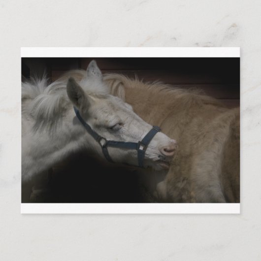 SHETLAND FRIENDS 04 BRIEFKAART (Voorkant)