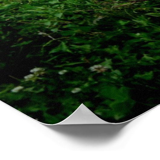 Shetland Pony 2 Poster (Hoek)