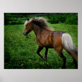 Shetland Pony 2 Poster (Voorkant)