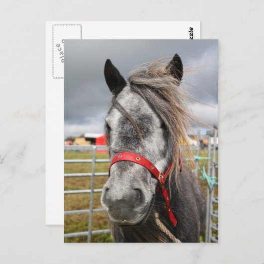 Shetland Pony Briefkaart (Voorkant / Achterkant)