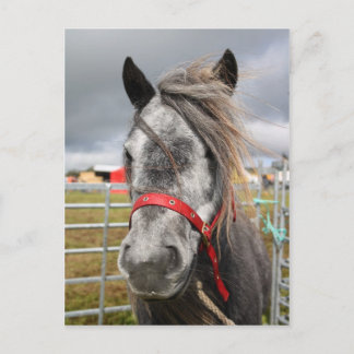 Shetland Pony Briefkaart