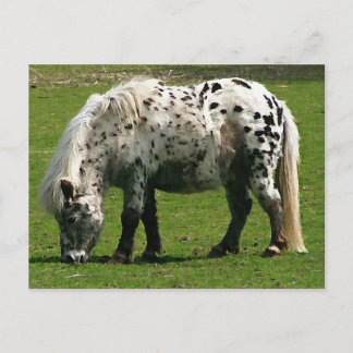 Shetland Pony Briefkaart