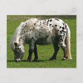 Shetland Pony Briefkaart (Voorkant)