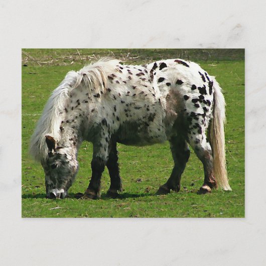 Shetland Pony Briefkaart (Voorkant)
