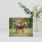  Shetland Pony Briefkaart (Staand voorkant)