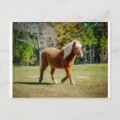 Shetland Pony Briefkaart (Voorkant)