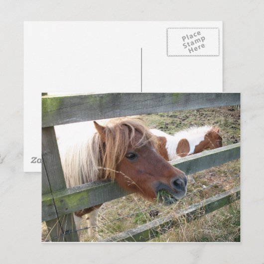 Shetland Pony Briefkaart (5019) (Voorkant / Achterkant)