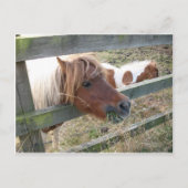 Shetland Pony Briefkaart (5019) (Voorkant)