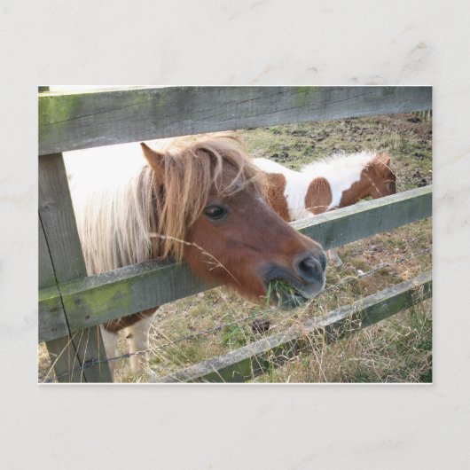 Shetland Pony Briefkaart (5019) (Voorkant)